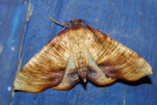 Réf. 203 974 : Plagodis dolabraria